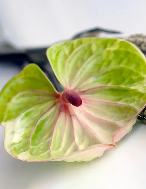 anthurium Anthurium main image 0