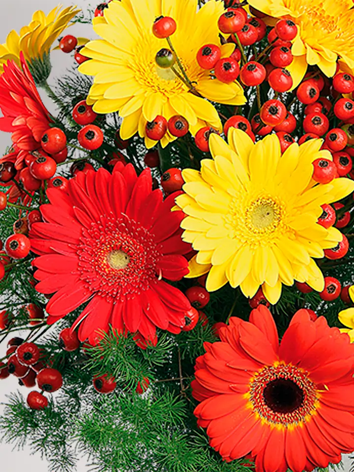 Red & Yellow Gerber Red & Yellow Gerber