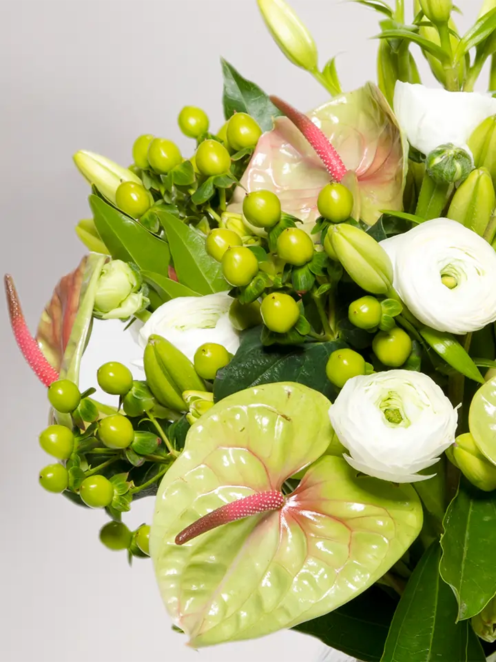 anthurium podophyllum Anthurium podophyllum – ARIUM BOTANICALS