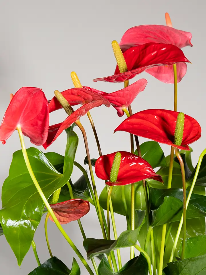 Red Anthurium plant