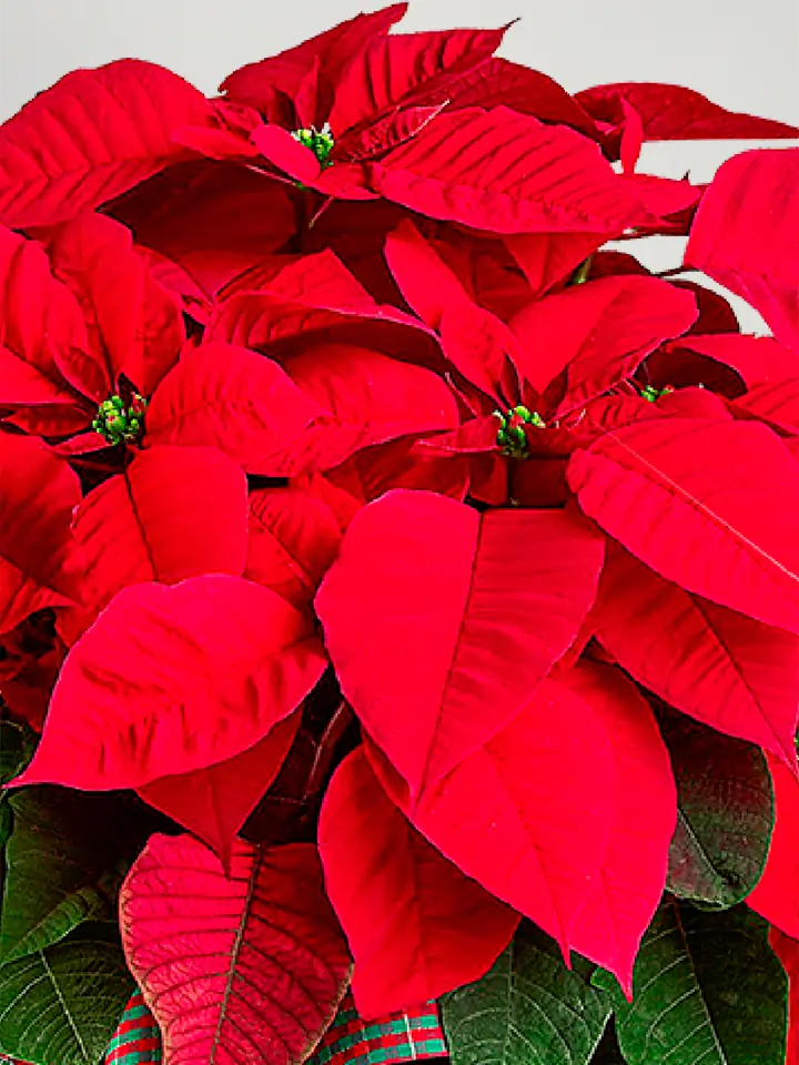 8 Rami Di Stella Di Natale Artificiali Rosse Con 40 Fiori Di Velluto Da 20 Cm – Decorazioni Natalizie Per Esterno/Interno