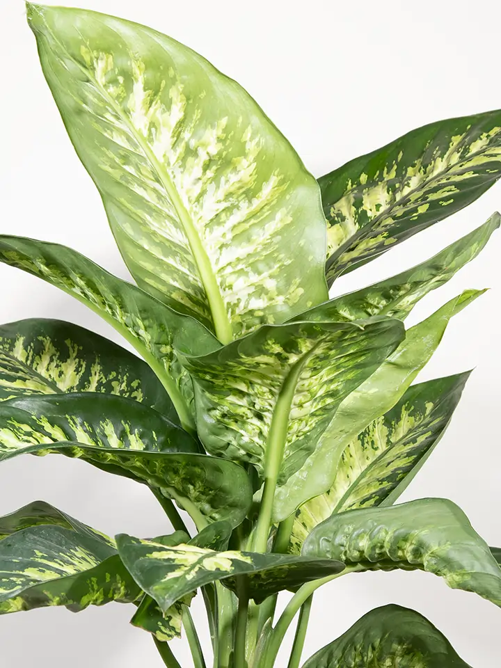 anthurium bakeri common name Anthurium bakeri - Live Arrival Guarantee main image 0