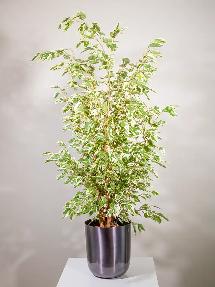 Ficus Benjamin