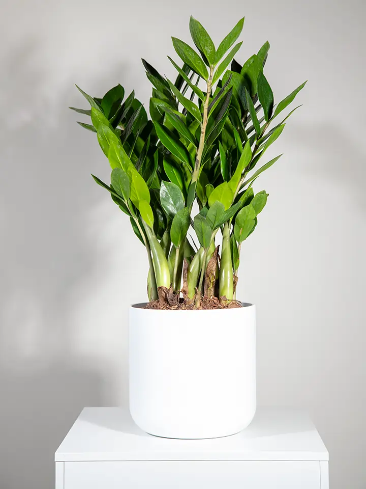 Zamioculcas In Vaso Ceramica Bianco Rigato - Pianta Vera Alta 70cm, Facile Da Curare, Sempreverde Elegante - 2