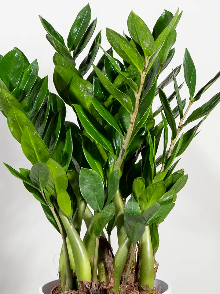 Elegant Zamioculcas Plant
