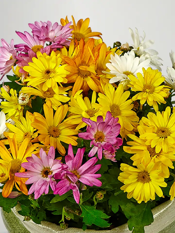 Cesto Di Fiori Artificiali Con Catena – Margherite Multicolori (Arancione, Giallo, Rosso, Viola) – 30,5cm