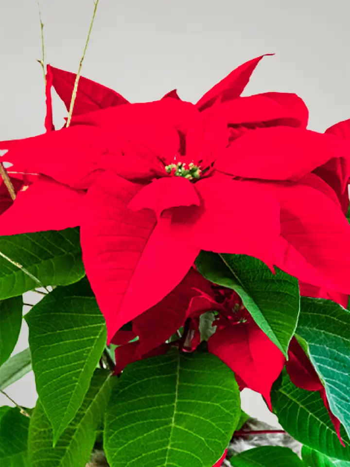 Red poinsettia plant Xmas package