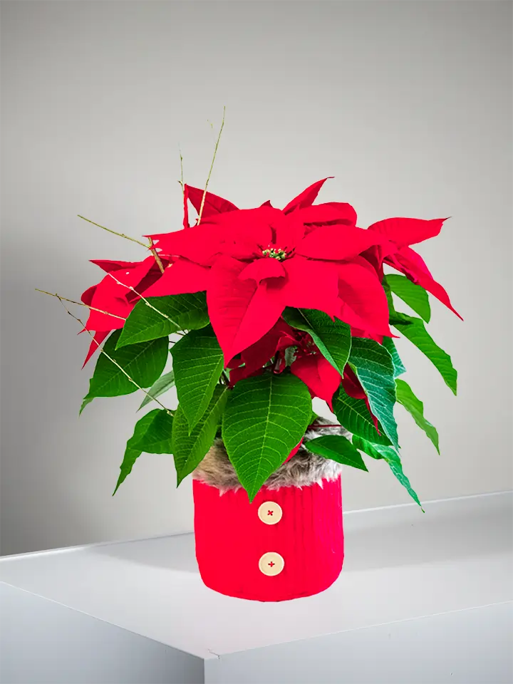 Red poinsettia plant Xmas package