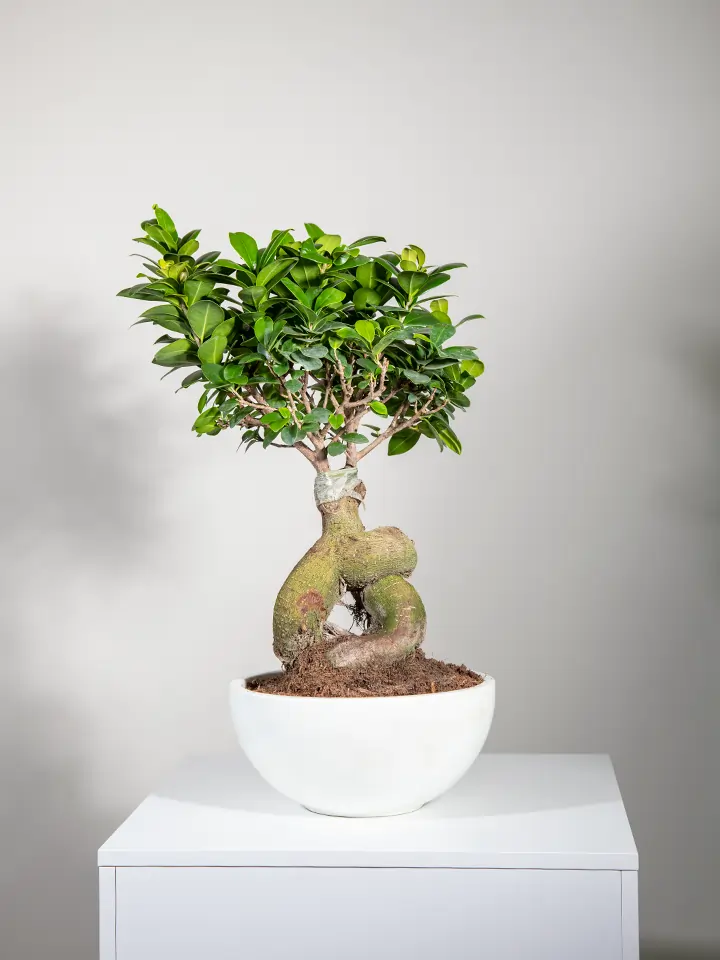 indoor palm plant Cat Palm | Palm Trees for Sale
