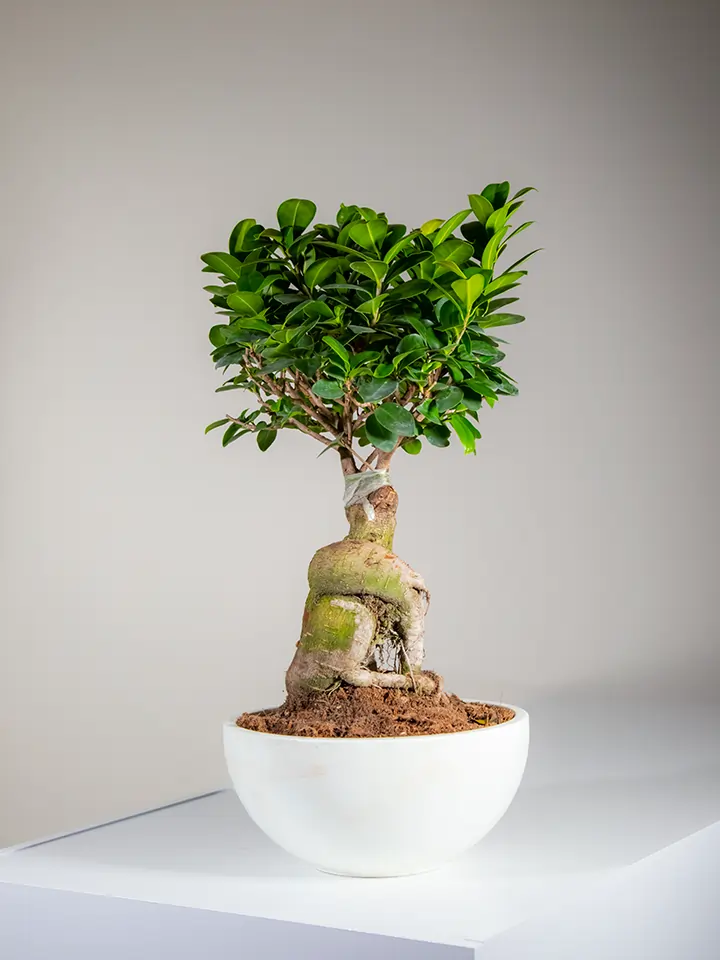 Ficus Ginseng Bonsai Tree Plant