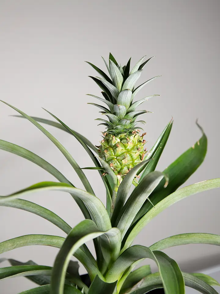 Original ornamental pineapple plant
