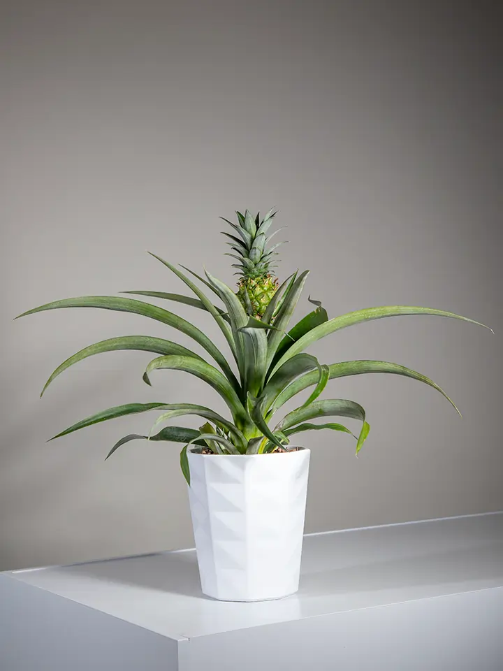 Original ornamental pineapple plant