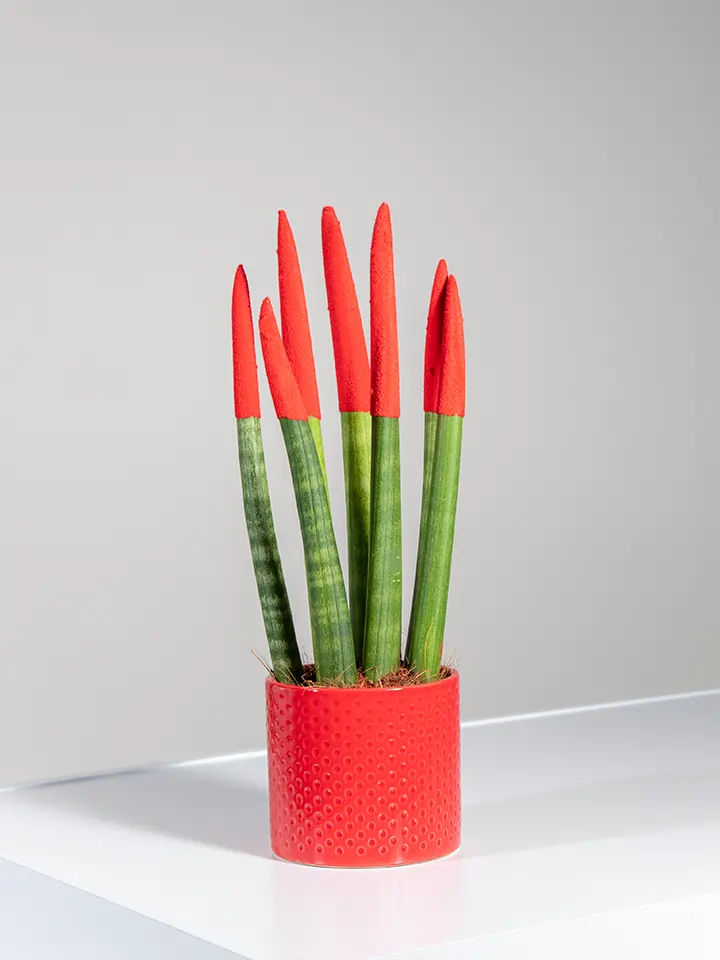 Sansevieria Velvet plant