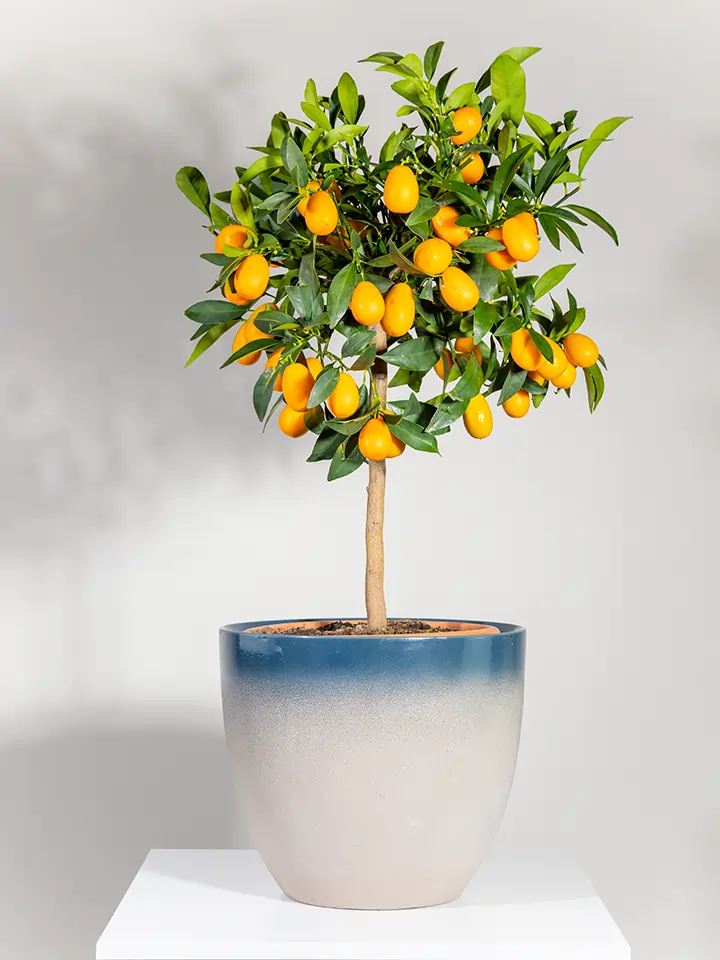 Mandarino cinese: le proprietà, i benefici e gli utilizzi del kumquat Mandarino cinese: le proprietà, i benefici e gli utilizzi del kumquat